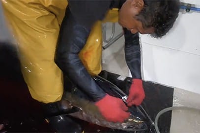 OP-traitementdupoisson1 OP-traitementdupoisson1