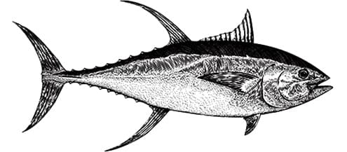 OP-thonAlbacore OP-thonAlbacore
